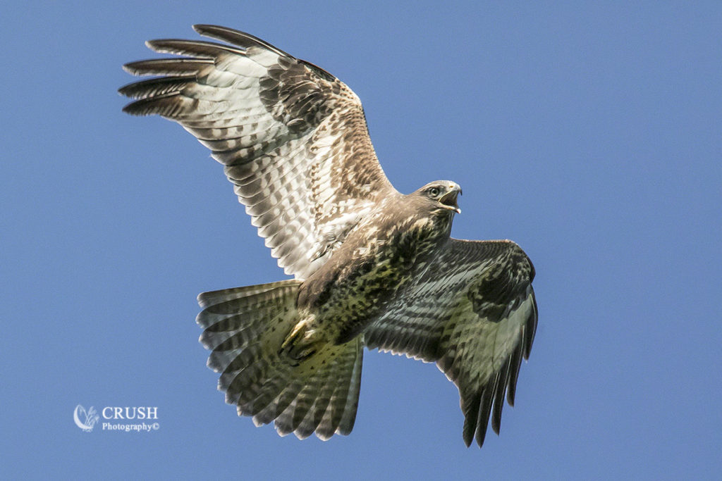Common Buzzard by CRUSH Photograpy© 