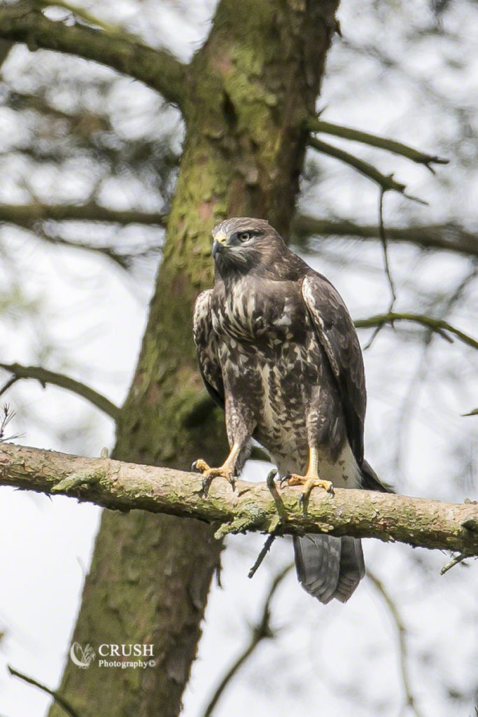 Common Buzzard by CRUSH Photograpy© 