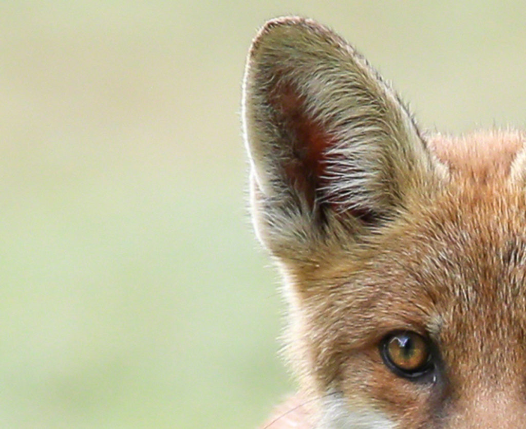 Fox Cub by CRUSH Photograpy© 