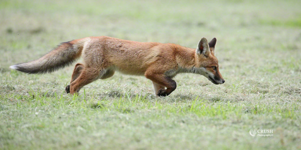 Fox Cub by CRUSH Photograpy© 