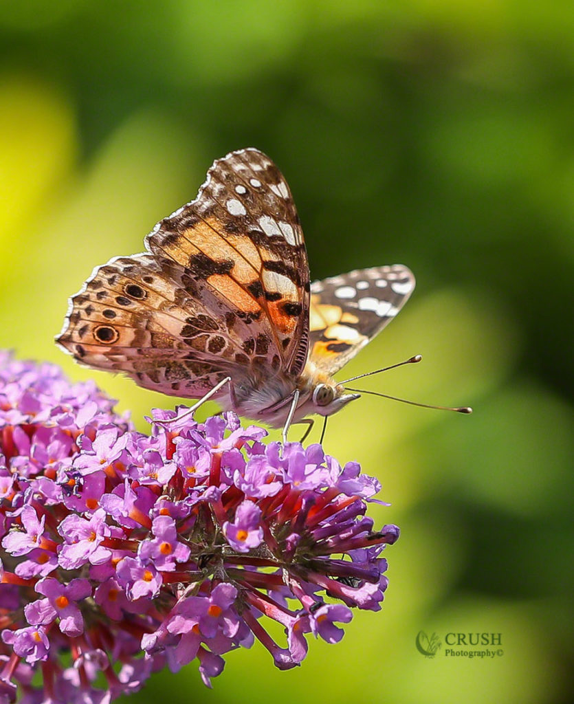 'Painted Lady Butterfly'