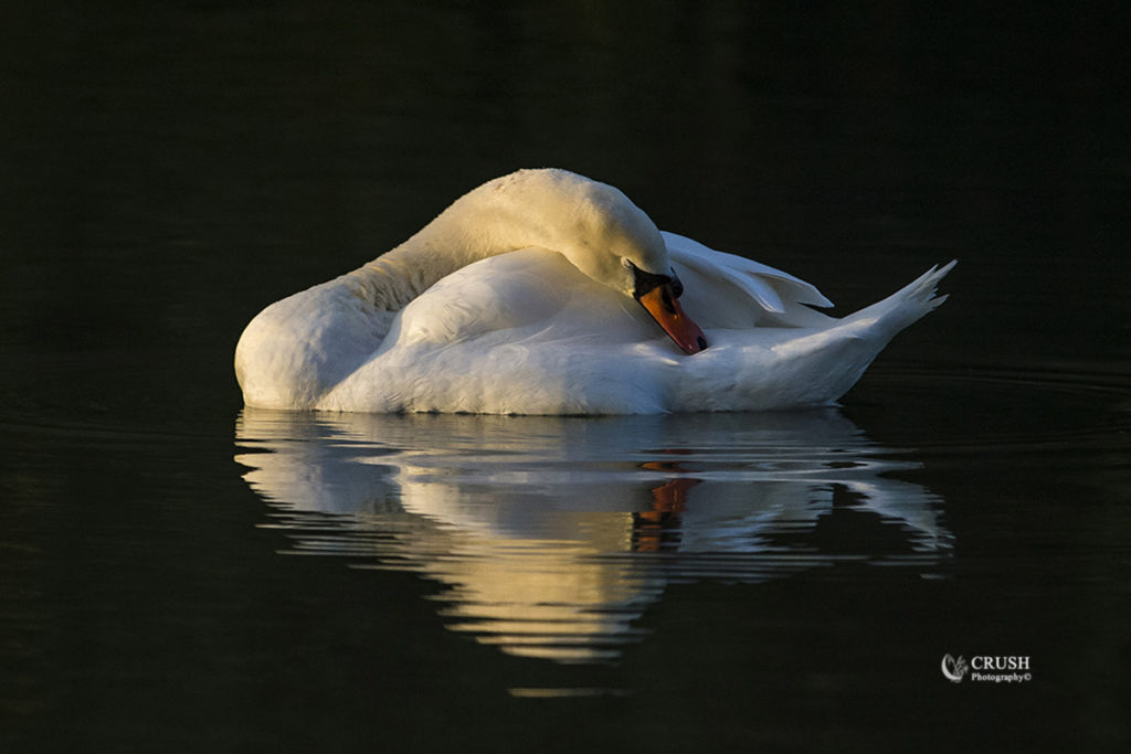 'Mute Swan'