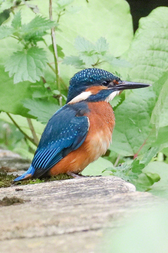 'Male Kingfisher' by CRUSH Photography©