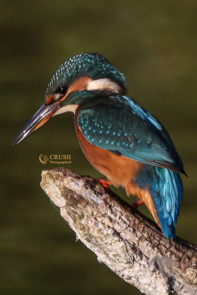 'Female Kingfisher' by CRUSH Photography©