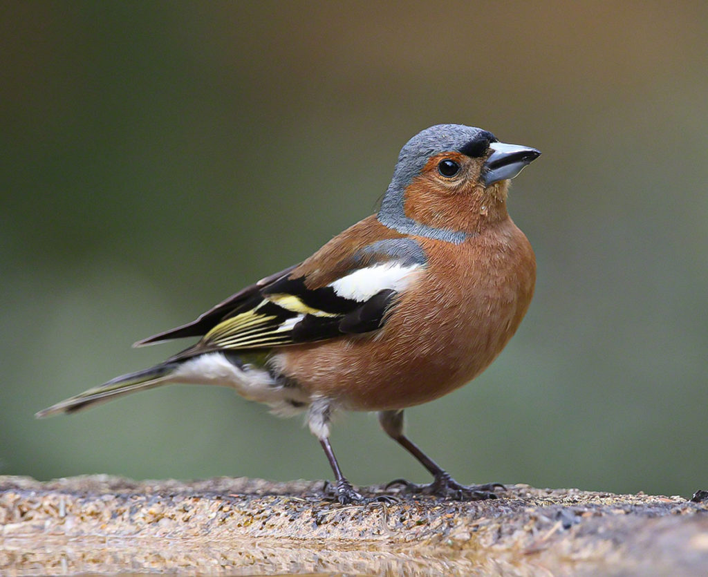 'Male Chaffinch' by CRUSH Photography©