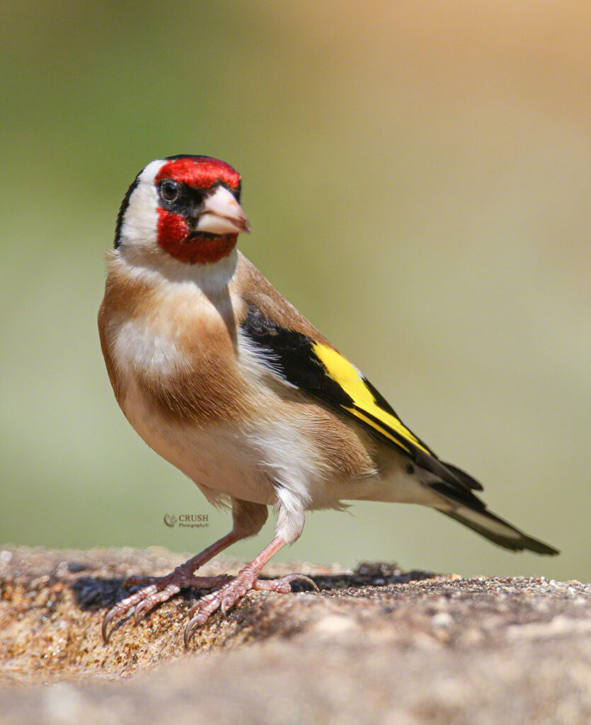'Goldfinch'