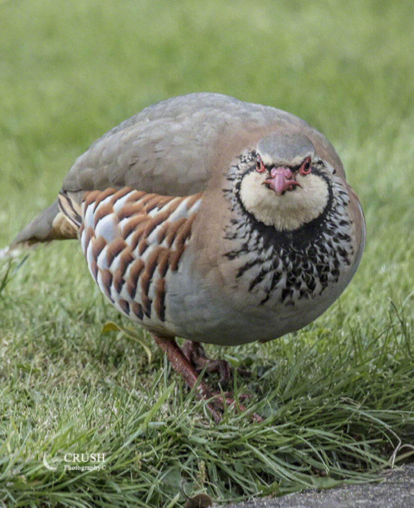 'French or Red Legged Partridge'