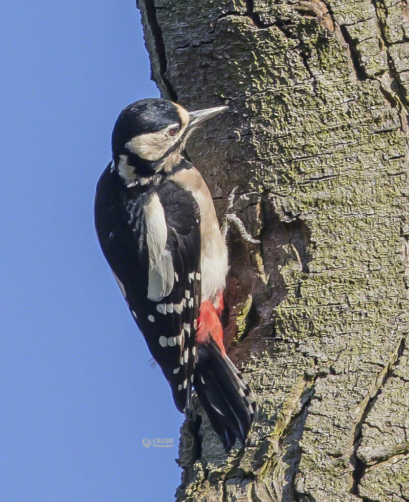 'Great Spotted Woodpecker'